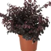 Intratuin Riemenblüte (Loropetalum chinense 'Black Pearl') D 23 H 60 cm| Blühende Pflanzen|Immergrüne Pflanzen