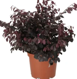 Intratuin Riemenblüte (Loropetalum chinense 'Black Pearl') D 23 H 60 cm| Blühende Pflanzen|Immergrüne Pflanzen
