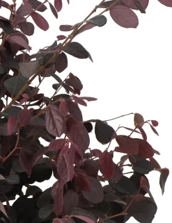 Intratuin Riemenblüte (Loropetalum chinense 'Black Pearl') D 23 H 60 cm| Blühende Pflanzen|Immergrüne Pflanzen