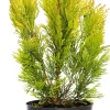 Intratuin Riesen-Lebensbaum (Thuja Plicata Forever Goldy)| Heckenpflanzen|Lebensbaum