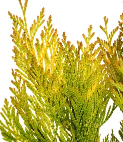Intratuin Riesen-Lebensbaum (Thuja Plicata Forever Goldy)| Heckenpflanzen|Lebensbaum