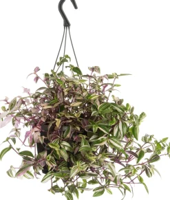 Intratuin Rio-Dreimasterblume (Tradescantia fluminensis 'Quadricolor') D 17 H 35 cm| Grünpflanzen|Tradescantia