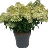 Intratuin Rispenhortensie (Hydrangea paniculata 'Bobo') D 32 H 50 cm| Hortensien|Blühende Pflanzen