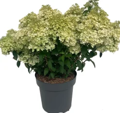 Intratuin Rispenhortensie (Hydrangea paniculata 'Bobo') D 32 H 50 cm| Hortensien|Blühende Pflanzen