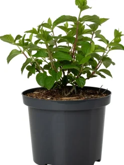 Intratuin Rispenhortensie (Hydrangea paniculata 'Silver Dollar') D 23 H 60 cm| Hortensien|Blühende Pflanzen