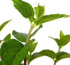 Intratuin Rispenhortensie (Hydrangea paniculata 'Silver Dollar') D 23 H 60 cm| Hortensien|Blühende Pflanzen