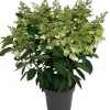 Intratuin Rispenhortensie (Hydrangea paniculata 'Pinky Winky') D 31 H 80 cm| Hortensien|Blühende Pflanzen