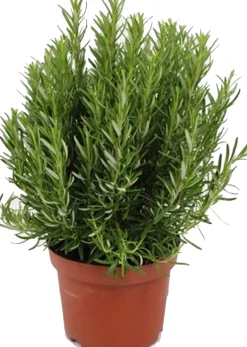 Intratuin Rosmarin (Rosmarinus officinalis) D 25 H 30 cm| Obst, Gemüse & Kräuter|Kräuterpflanzen