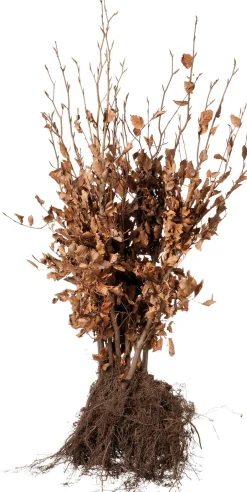 Intratuin Rotbuche im Sack (Fagus sylvatica) H 40 cm 10 St.| Heckenpflanzen|Winterharte Pflanzen