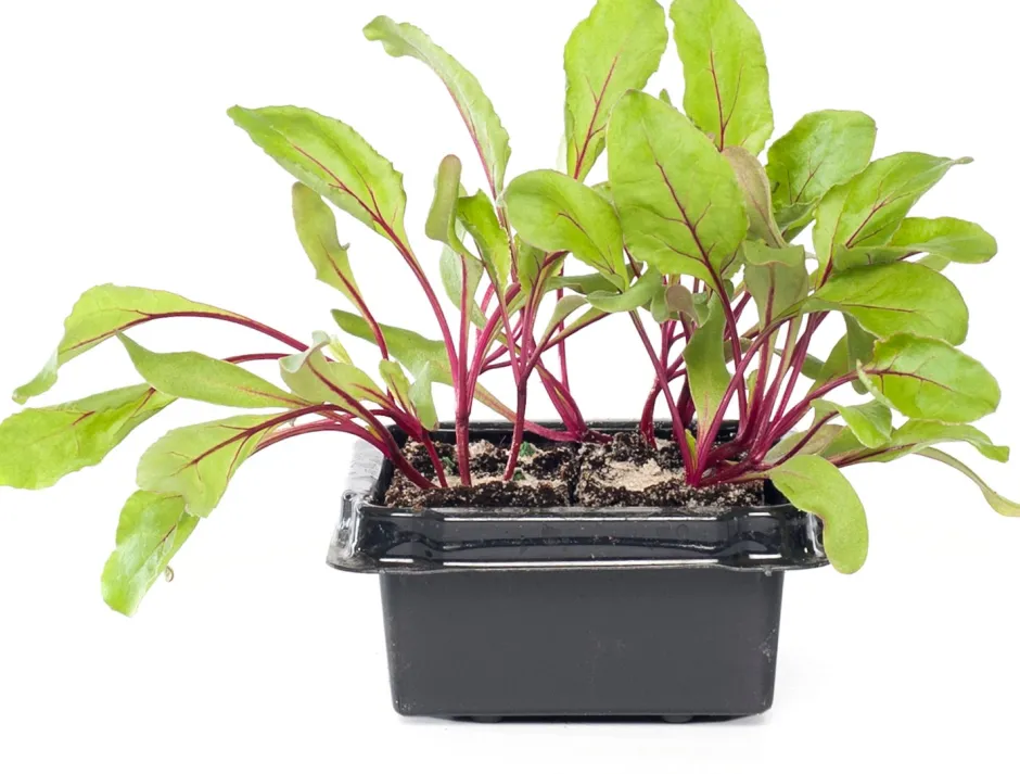 Intratuin Rote Bete (Beta vulgaris var. rubra)| Obst, Gemüse & Kräuter|Gemüsepflanzen