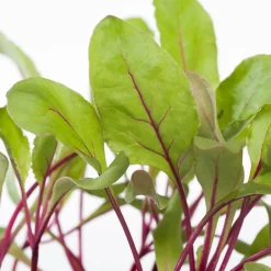 Intratuin Rote Bete (Beta vulgaris var. rubra)| Obst, Gemüse & Kräuter|Gemüsepflanzen