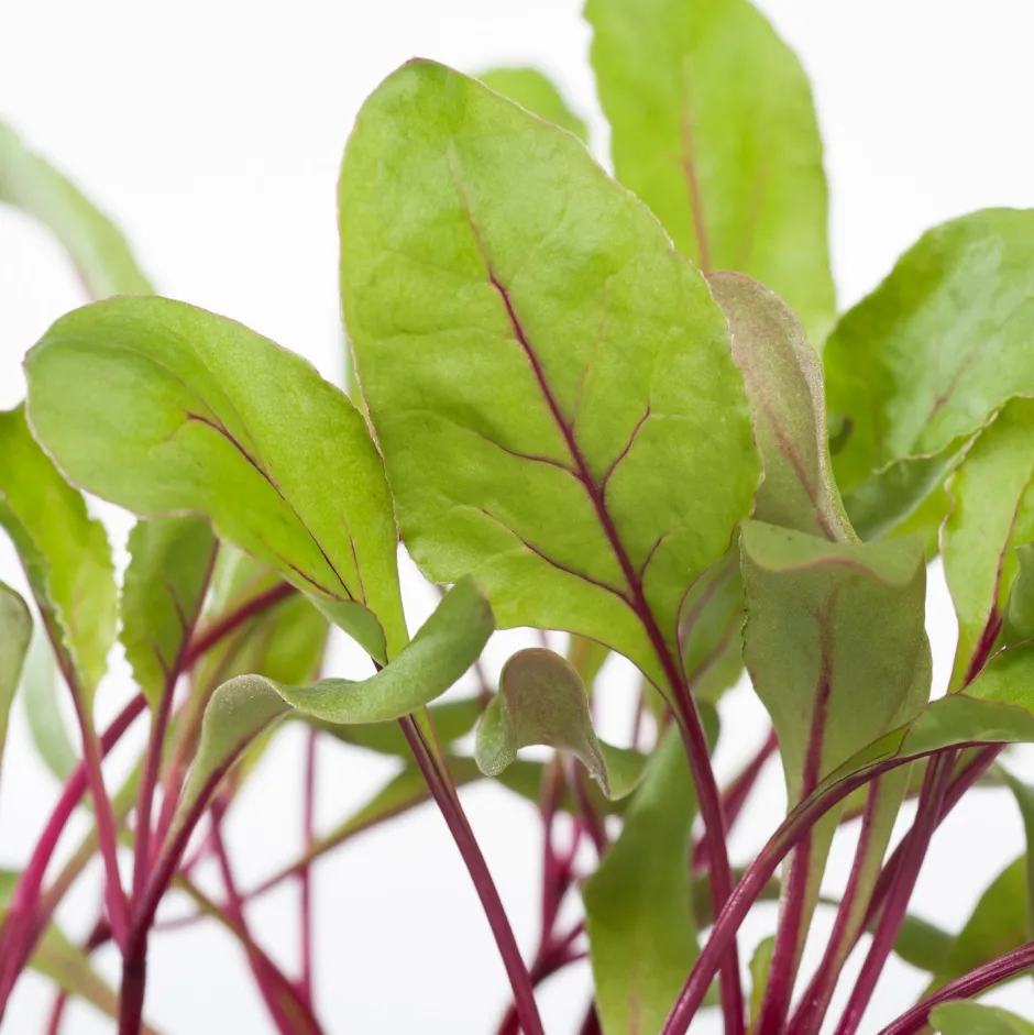 Intratuin Rote Bete (Beta vulgaris var. rubra)| Obst, Gemüse & Kräuter|Gemüsepflanzen