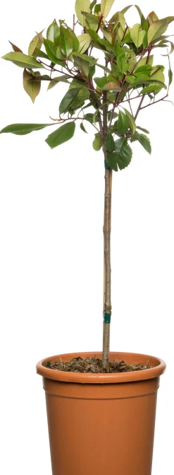 Intratuin Rote Glanzmispel (Photinia Fraseri Red Robin)| Immergrüne Pflanzen|Winterharte Pflanzen