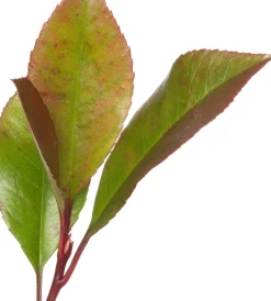 Intratuin Rote Glanzmispel (Photinia Fraseri Red Robin)| Immergrüne Pflanzen|Winterharte Pflanzen