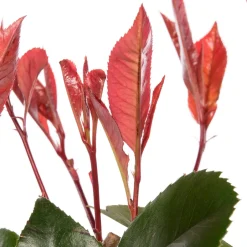 Intratuin Rote Glanzmispel (Photinia Fraseri Red Robin)| Glanzmispel