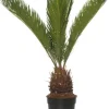 Intratuin Sagopalmfarn (Cycas revoluta) D 14 H 50 cm| Grünpflanzen|Zimmerpalmen