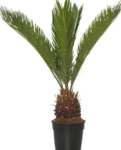 Intratuin Sagopalmfarn (Cycas revoluta) D 14 H 50 cm| Grünpflanzen|Zimmerpalmen