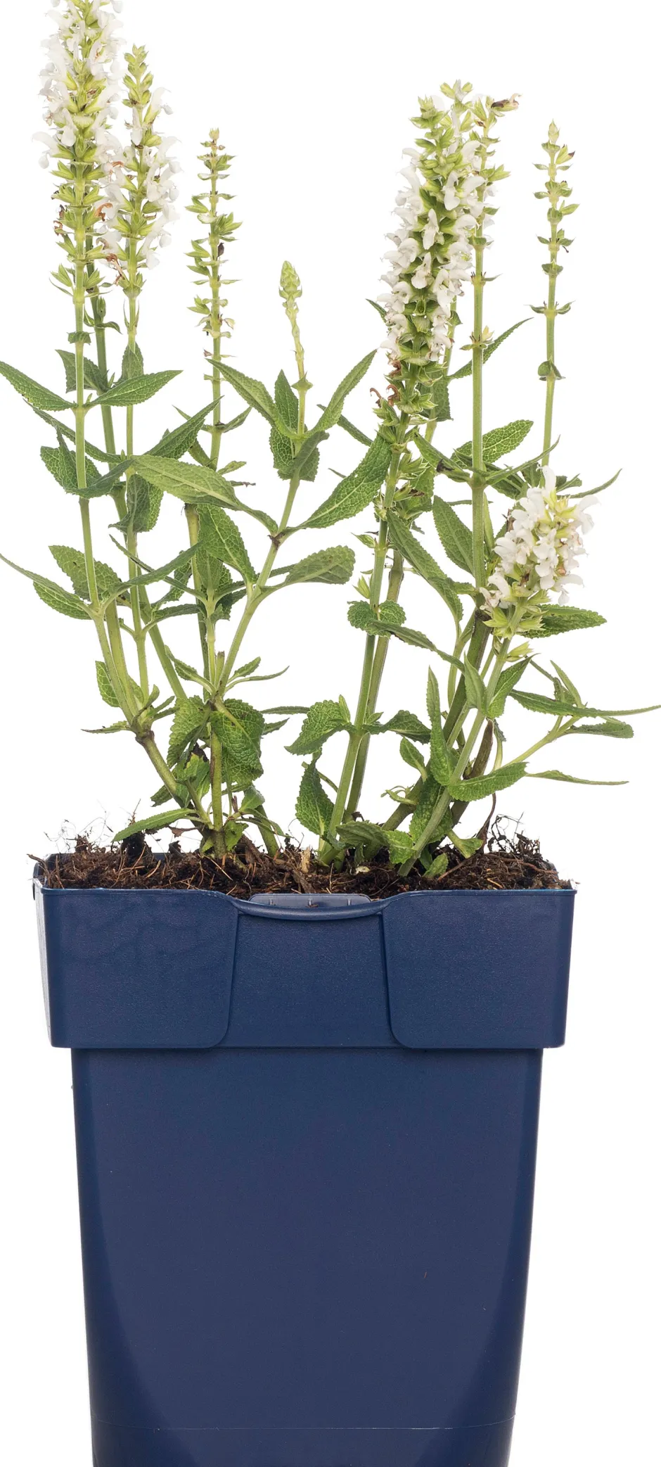 Intratuin Salbei (Salvia nemorosa 'Schneehügel') D 11 H 10 cm| Blühende Pflanzen|Winterharte Pflanzen