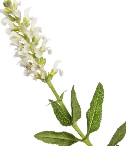 Intratuin Salbei (Salvia nemorosa 'Schneehügel') D 11 H 10 cm| Blühende Pflanzen|Winterharte Pflanzen