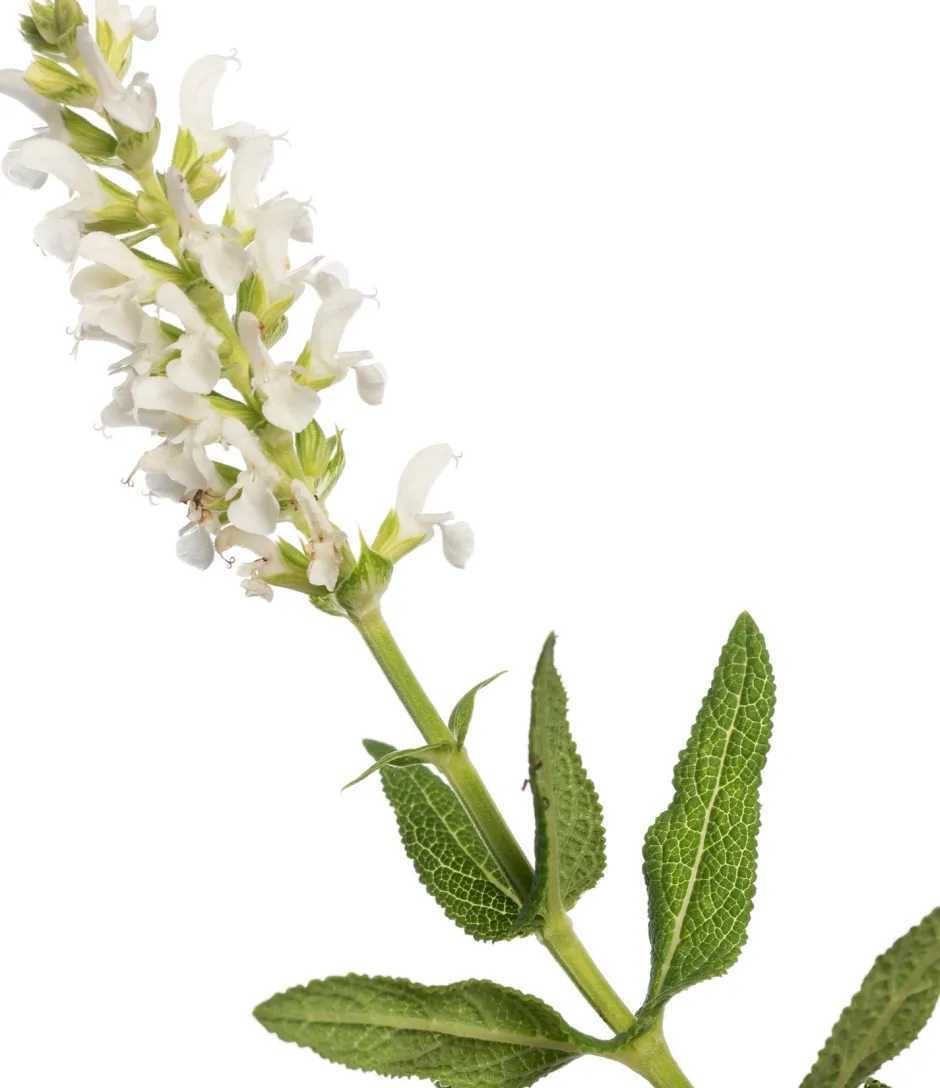 Intratuin Salbei (Salvia nemorosa 'Schneehügel') D 11 H 10 cm| Blühende Pflanzen|Winterharte Pflanzen