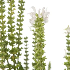 Intratuin Salbei (Salvia nemorosa 'Schneehügel') D 11 H 10 cm| Blühende Pflanzen|Winterharte Pflanzen