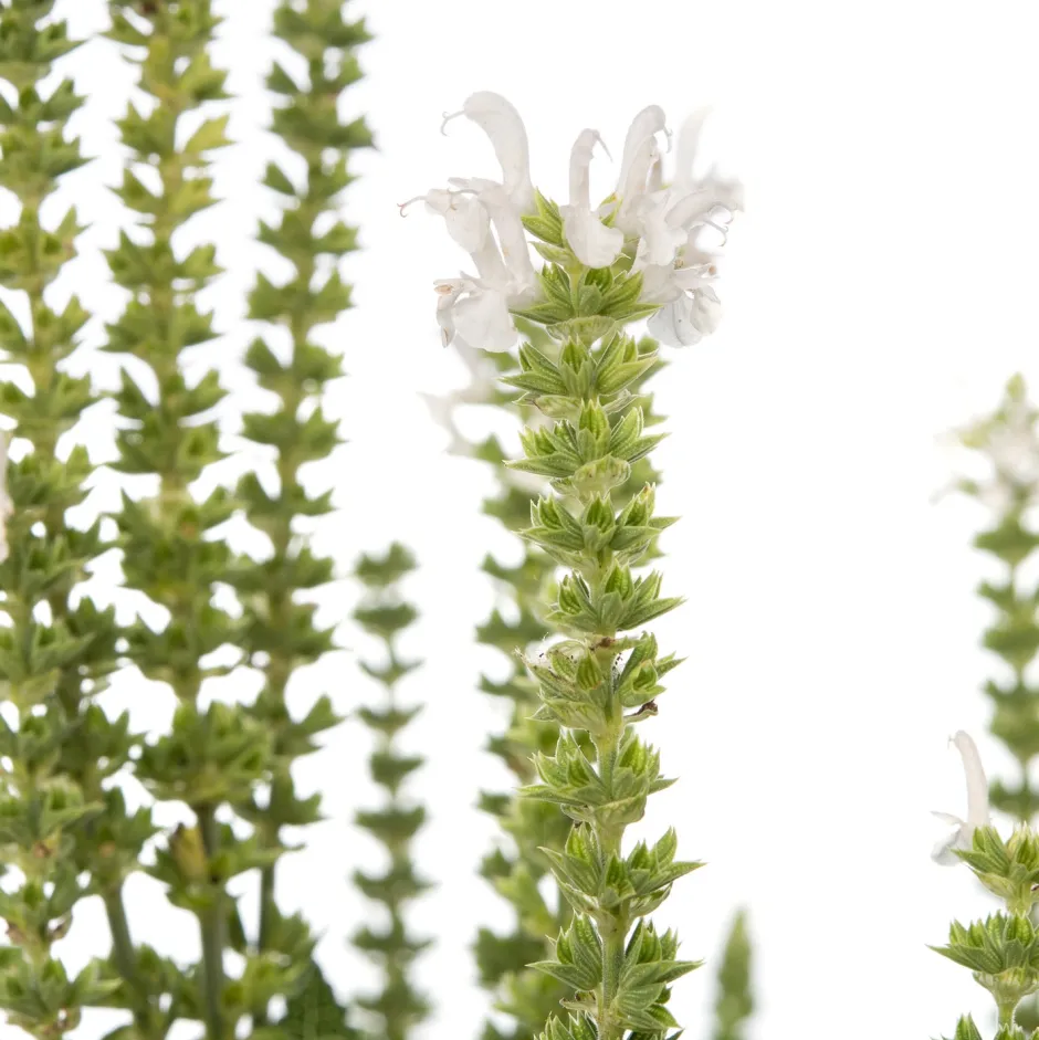Intratuin Salbei (Salvia nemorosa 'Schneehügel') D 11 H 10 cm| Blühende Pflanzen|Winterharte Pflanzen