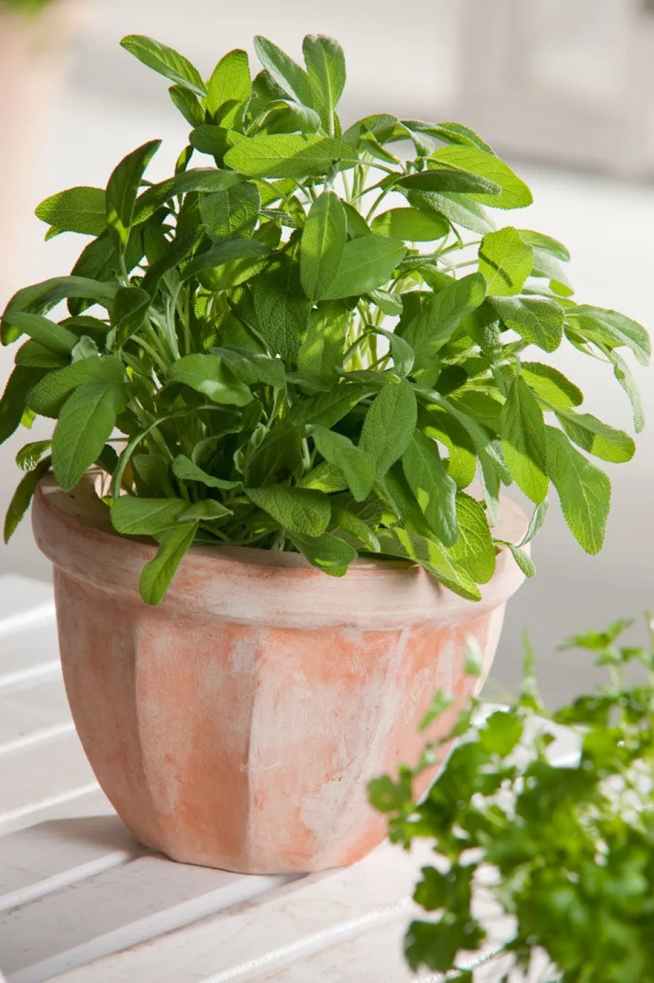 Intratuin Salbei (Salvia officinalis) D 18 H 20 cm| Obst, Gemüse & Kräuter|Kräuterpflanzen