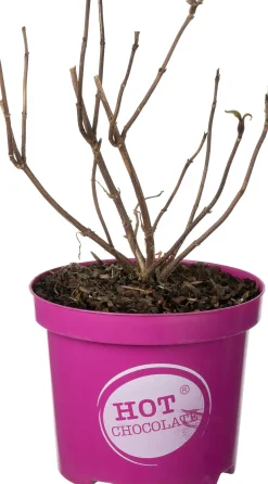 Intratuin Samthortensie (Hydrangea aspera 'Hot Chocolate') D 19 H 25 cm| Hortensien|Blühende Pflanzen