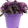 Intratuin Samtpflanze (Gynura 'Purple Passion') D 15 H 25 cm| Kleine Zimmerpflanzen|Grünpflanzen