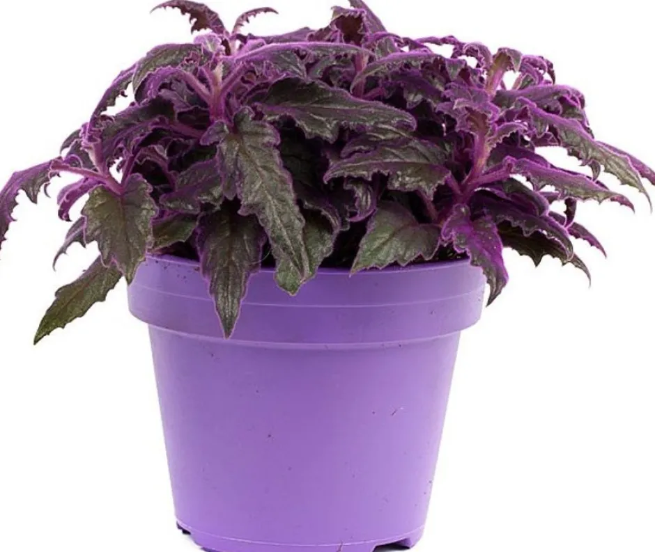Intratuin Samtpflanze (Gynura 'Purple Passion') D 15 H 25 cm| Kleine Zimmerpflanzen|Grünpflanzen