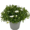 Intratuin Sandkraut (Arenaria montana 'Summer White') D 12 H 20 cm| Blühende Pflanzen|Immergrüne Pflanzen