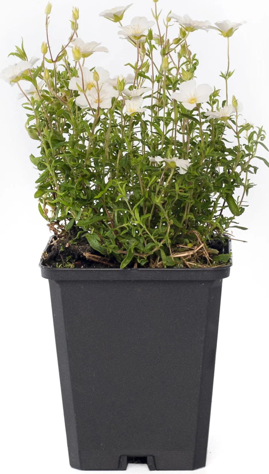 Intratuin Sandkraut (Arenaria montana) D 9 H 5 cm| Blühende Pflanzen|Bodendecker