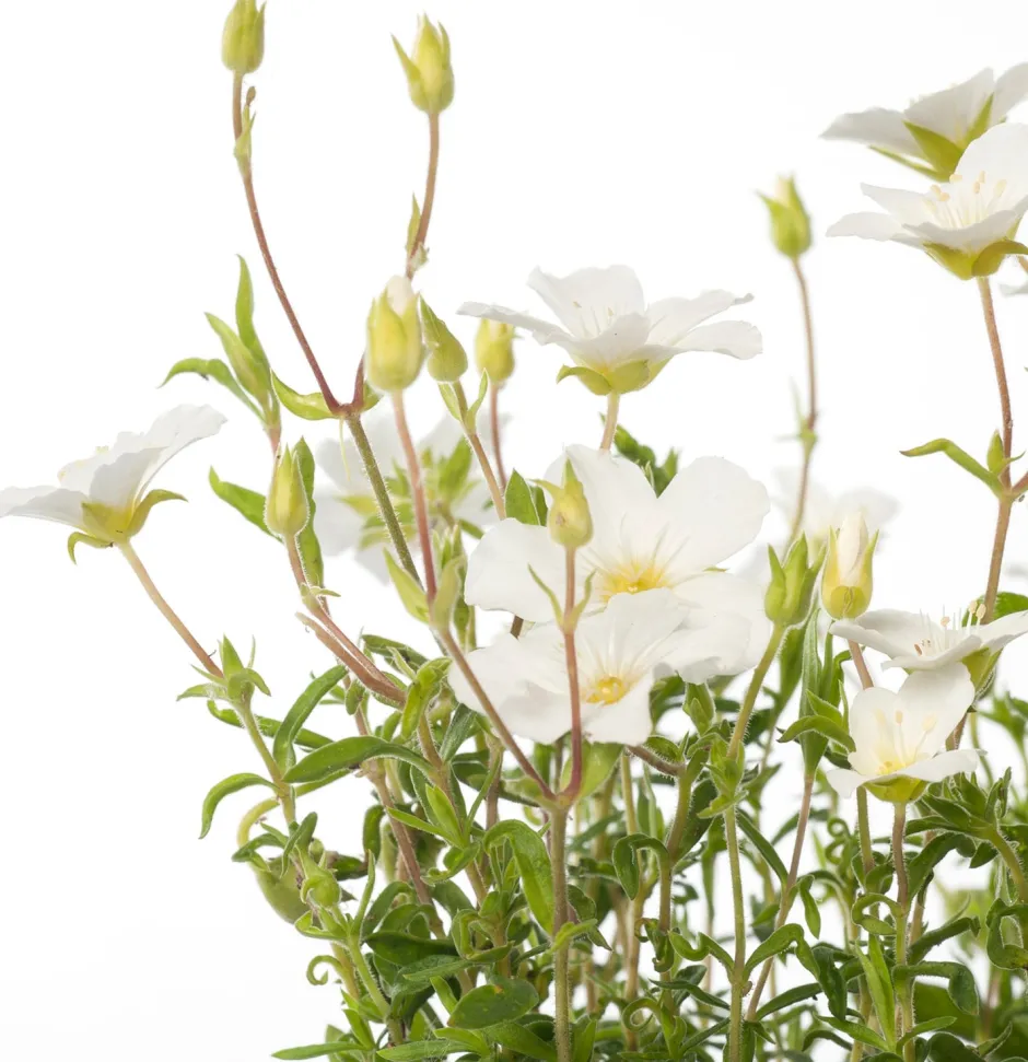 Intratuin Sandkraut (Arenaria montana) D 9 H 5 cm| Blühende Pflanzen|Bodendecker