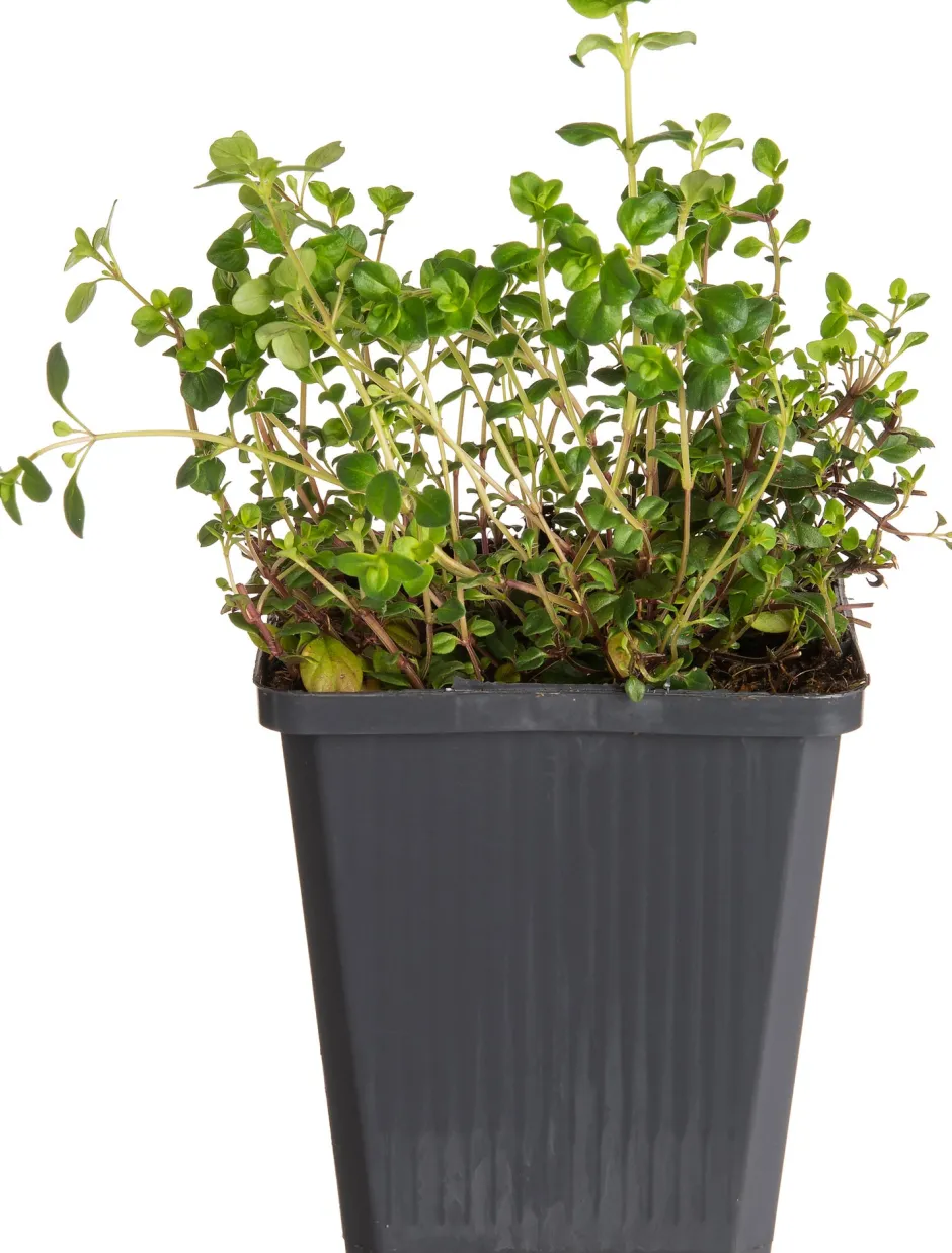 Intratuin Sand-Thymian (Thymus serpyllum) D 9 H 10 cm| Blühende Pflanzen|Immergrüne Pflanzen