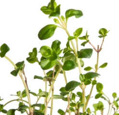 Intratuin Sand-Thymian (Thymus serpyllum) D 9 H 10 cm| Blühende Pflanzen|Immergrüne Pflanzen