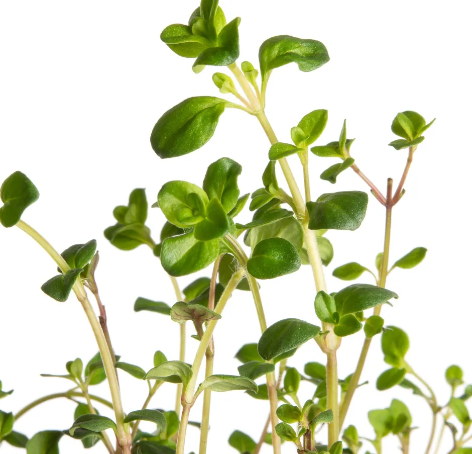 Intratuin Sand-Thymian (Thymus serpyllum) D 9 H 10 cm| Blühende Pflanzen|Immergrüne Pflanzen