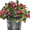 Intratuin Scheinbeere (Gaultheria procumbens) D 13 H 20 cm| Blühende Pflanzen|Winterharte Pflanzen