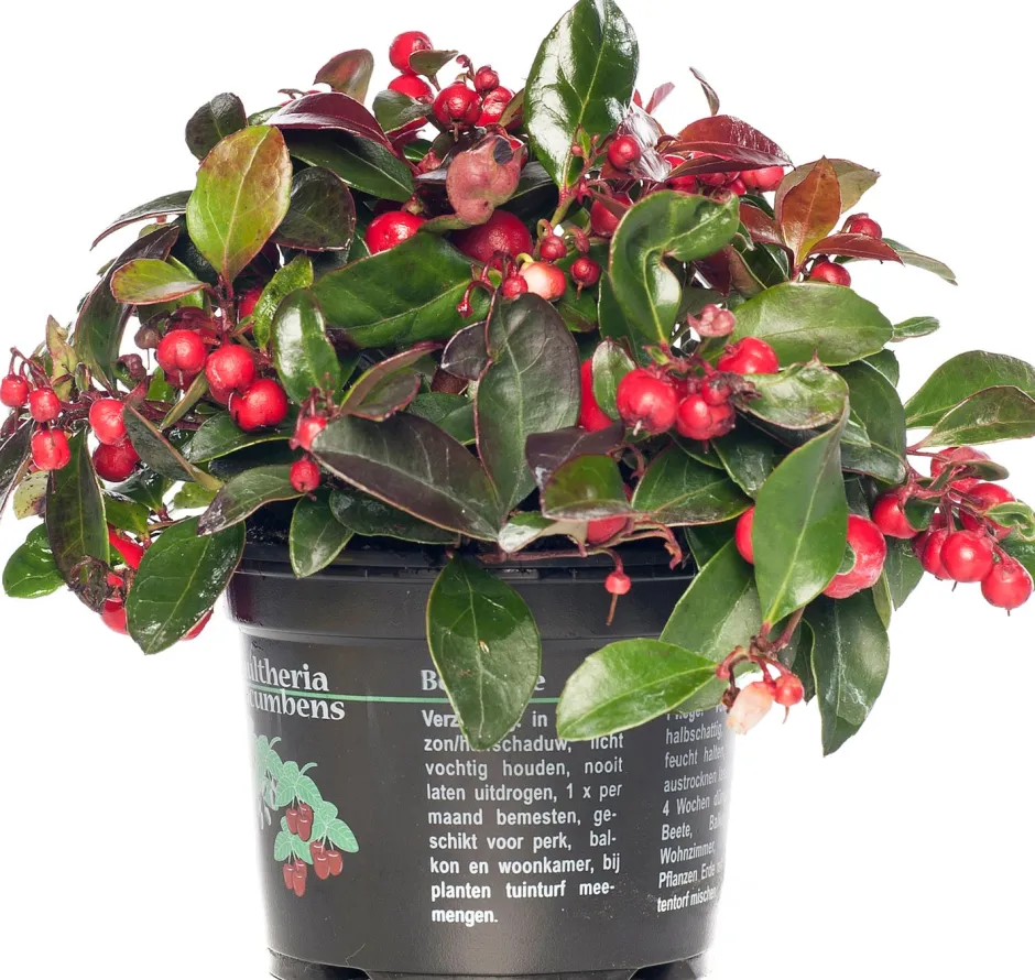 Intratuin Scheinbeere (Gaultheria procumbens) D 13 H 20 cm| Blühende Pflanzen|Winterharte Pflanzen