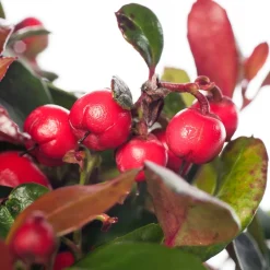 Intratuin Scheinbeere (Gaultheria procumbens) D 13 H 20 cm| Blühende Pflanzen|Winterharte Pflanzen