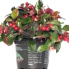 Intratuin Scheinbeere (Gaultheria procumbens) D 13 H 10 cm| Blühende Pflanzen|Immergrüne Pflanzen