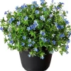Intratuin Schein-Steinsame (Lithodora diffusa 'Heavenly Blue') D 13 H 10 cm| Blühende Pflanzen|Immergrüne Pflanzen