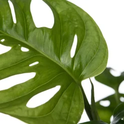 Intratuin Schiefes Fensterblatt  (Monstera 'Monkey Mask') D 12 cm H 30 cm| Grünpflanzen|Monstera