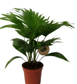 Intratuin Schirmpalme (Livistona rotundifolia) D 14 H 40 cm| Grünpflanzen|Zimmerpalmen