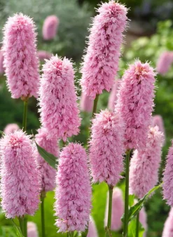 Intratuin Schlangen-Knöterich (Polygonum bistorta) D 9 H 20 cm| Teichpflanzen|Winterharte Pflanzen