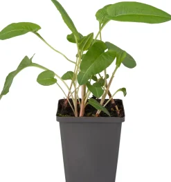 Intratuin Schlangen-Knöterich (Polygonum bistorta) D 9 H 20 cm| Teichpflanzen|Winterharte Pflanzen