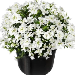 Intratuin Schleifenblume (Iberis sempervirens) D 13 H 10 cm| Blühende Pflanzen|Einjährige Pflanzen