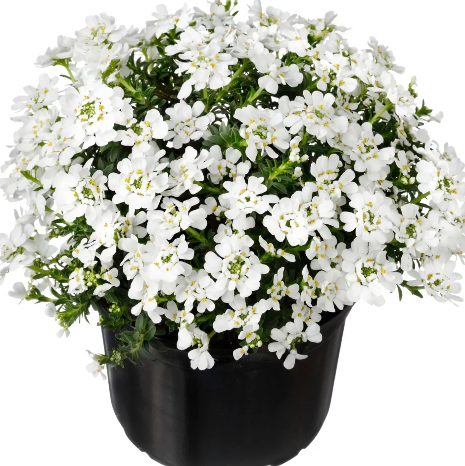 Intratuin Schleifenblume (Iberis sempervirens) D 13 H 10 cm| Blühende Pflanzen|Einjährige Pflanzen