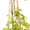 Intratuin Schlingenknöterich (Fallopia aubertii) D 16 H 75 cm| Blühende Pflanzen|Kletterpflanzen