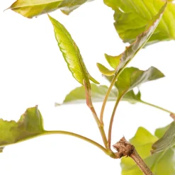 Intratuin Schlingenknöterich (Fallopia aubertii) D 16 H 75 cm| Blühende Pflanzen|Kletterpflanzen