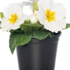 Intratuin Schlüsselblume (Primula acaulis) weiß D 10,5 H 10 cm| Blühende Pflanzen|Winterharte Pflanzen